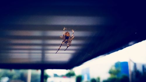 Close-up of insect on window