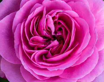 Full frame shot of pink rose at park