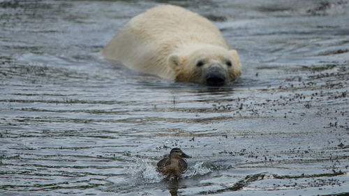 Cat and mouse / bear and duck