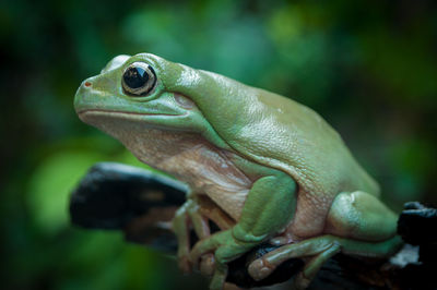 Beautiful green tree frog perched on a wet brown wood