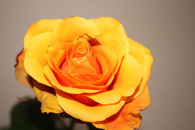 Close-up of orange rose