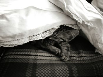 Close-up of cat sleeping on bed