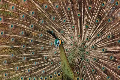 Full frame shot of peacock feathers