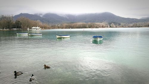 Swans on lake against sky