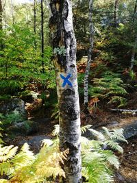 Trees growing in forest