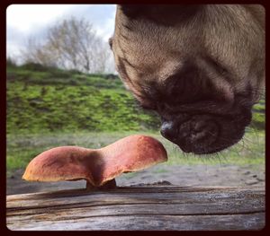 Close-up of a dog