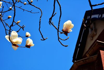 Low angle view of flowers against clear blue sky