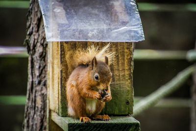 Squirrel eating food