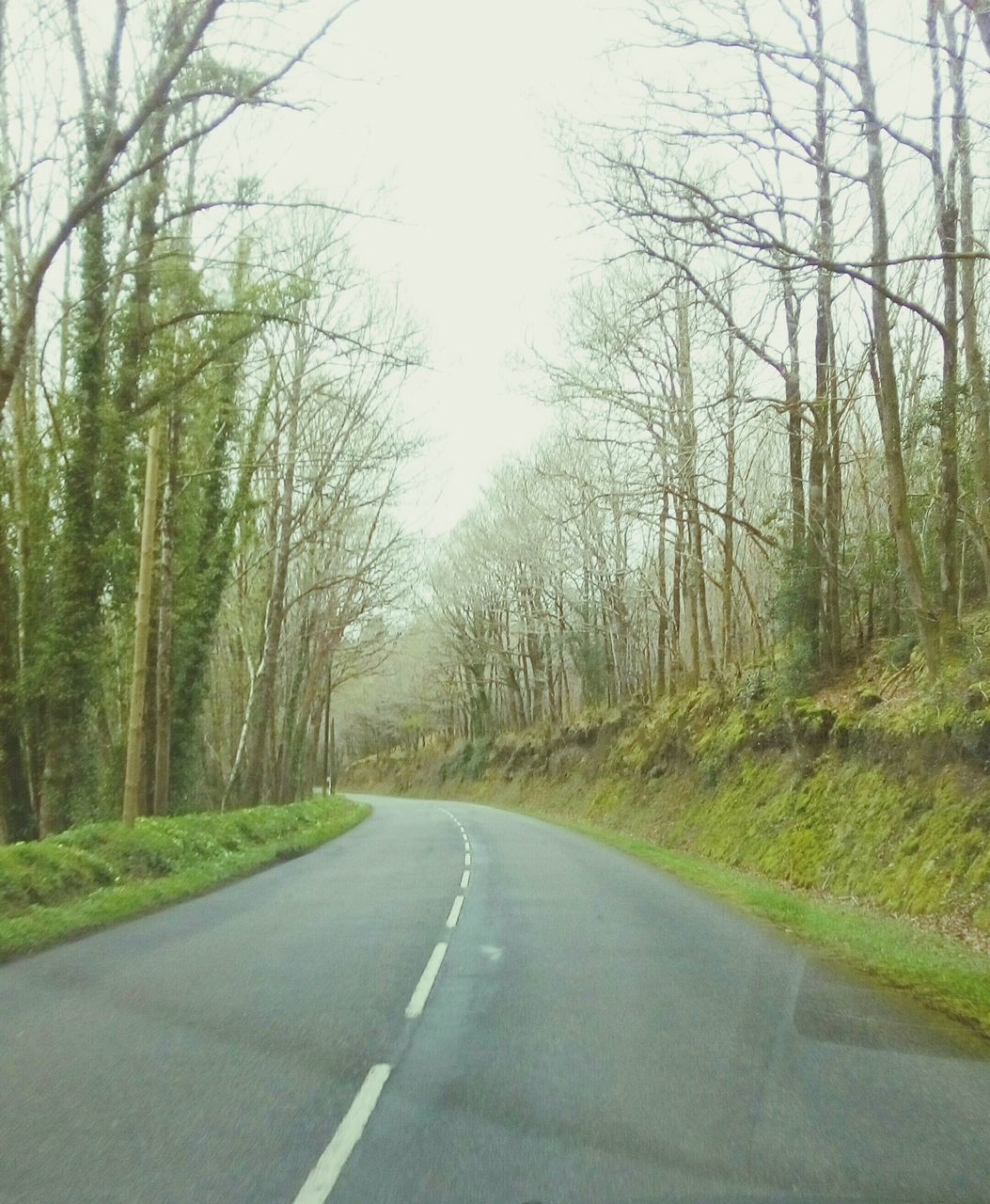 ROAD IN FOREST