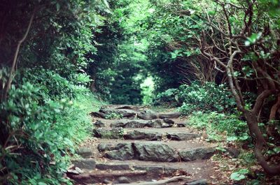 Narrow stairs along trees