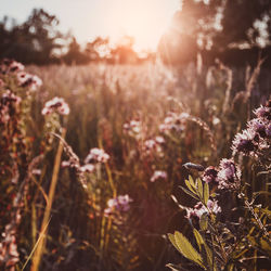 Close-up of flowering plants on field