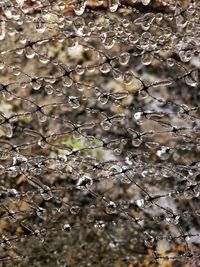 Full frame shot of wet plants during rainy season