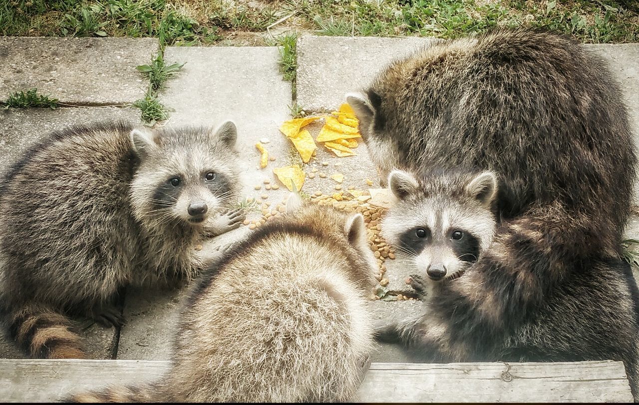 mammal, young animal, animal family, portrait, zoo, outdoors, day, close-up, no people, nature, eating, animal head, whisker, alertness, focus on foreground, animal hair