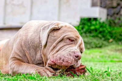 Close-up of dog eating meat on grass