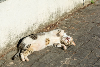 White tabby cat lying on the floor sunbathing in the morning. salvador, bahia, brazil.