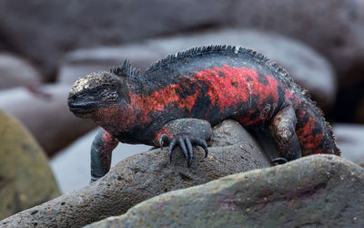 A marine iguana, amblyrhynchus cristatus, in the galápagos islands, ecuador. 