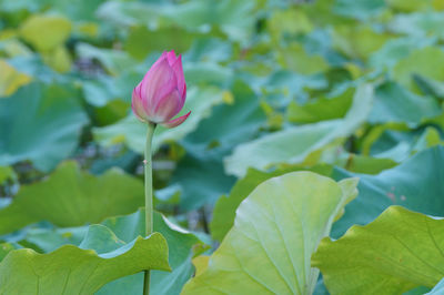 Close-up of pink lotus water lily in pond