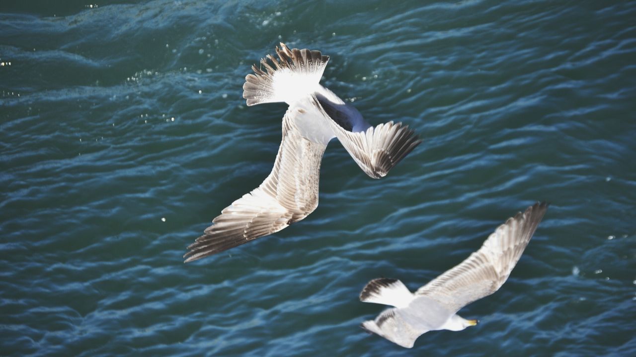 SEAGULLS FLYING OVER LAKE