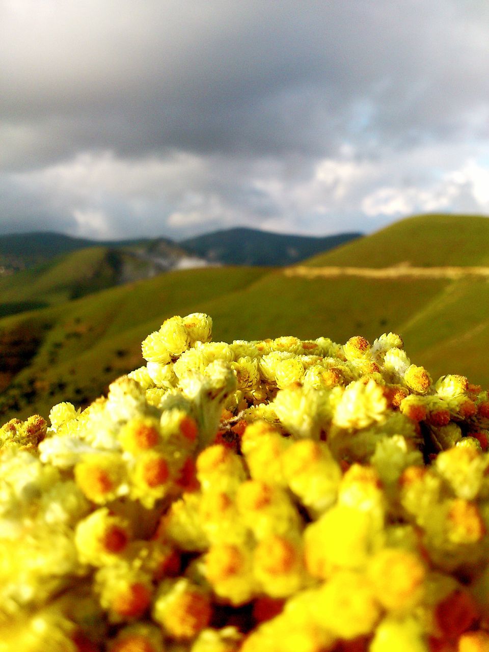 sky, flower, growth, nature, beauty in nature, yellow, cloud - sky, freshness, selective focus, close-up, plant, focus on foreground, tranquility, field, landscape, mountain, agriculture, fragility, cloudy, outdoors