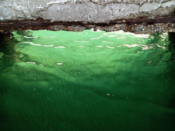 High angle view of turtle in sea