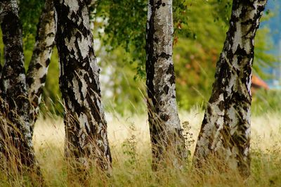 Close-up of tree trunk in forest