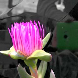 Close-up of pink flower