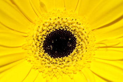 Macro shot of sunflower