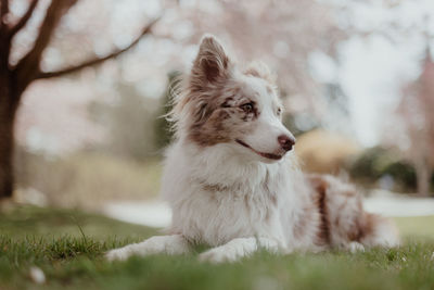 Red merel border collie puppy