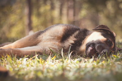 Close-up of dog relaxing on grass