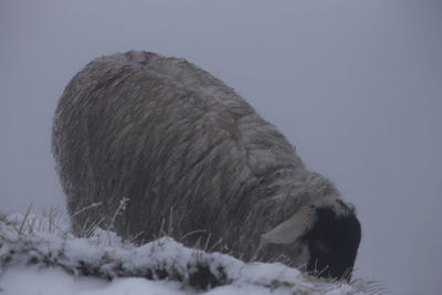 Sheep standing on field during winter