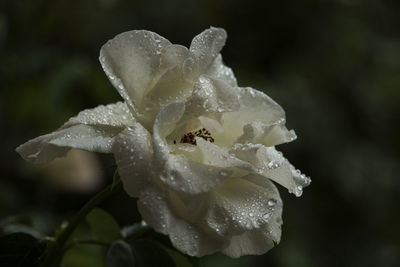 Close-up of water drops on rose leaf