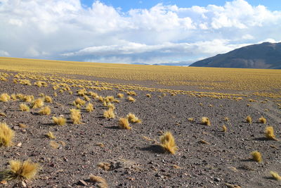 Scenic view of field against sky
