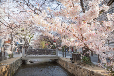 Cherry blossom tree by building