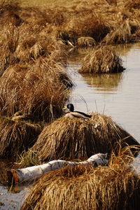 High angle view of bird in lake