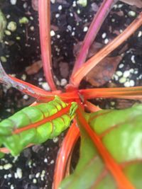 Close-up of insect on plant