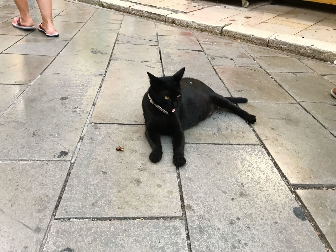 HIGH ANGLE VIEW OF BLACK CAT ON FLOOR