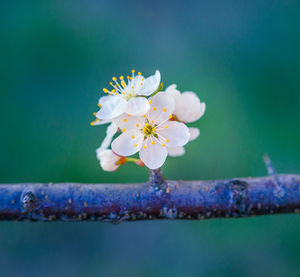 A beautiful plum tree blossom in the spring morning.