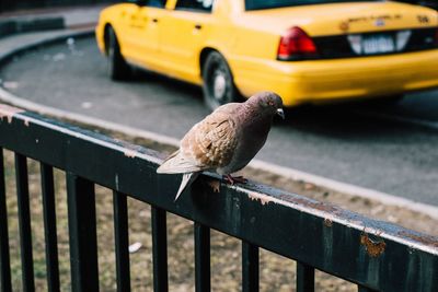 Close-up of pigeon perching on railing