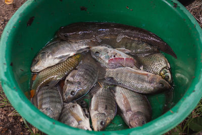 High angle view of fish in container