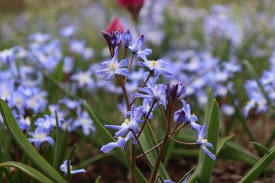 Close-up of purple flowering plant on field