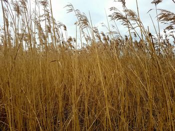 Close-up of grass against sky at sunset