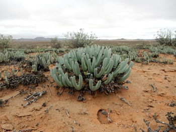 Succulent plant growing on field against sky