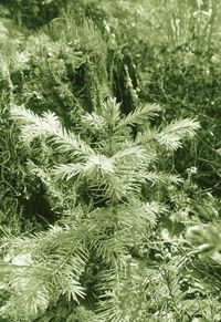 High angle view of tree on field