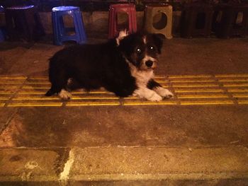 Portrait of dog standing in street