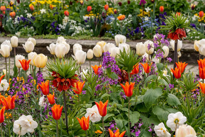 Close-up of multi colored tulips