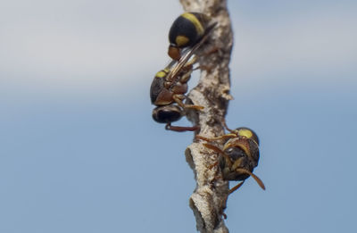 Low angle view of insect on tree against sky