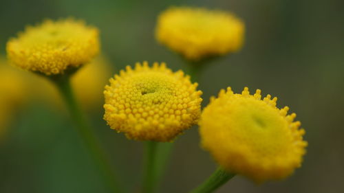 Close-up of yellow flowering plant