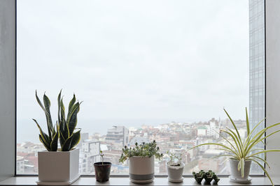 Potted plants on a window sill in an urban apartment