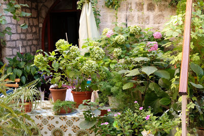 Potted plants outside house