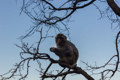 Low angle view of monkey on tree against sky